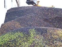 Comprar Loja Castelo Branco - Fotos para Vende-se LAGAR DE AZEITE em Castelo Branco, Portugal