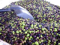 Comprar Loja Castelo Branco - Fotos para Vende-se LAGAR DE AZEITE em Castelo Branco, Portugal