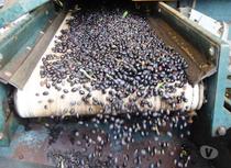 Comprar Loja Castelo Branco - Fotos para Vende-se LAGAR DE AZEITE em Castelo Branco, Portugal
