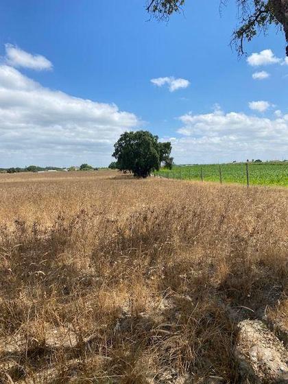 Terrenos a venda - Fotos para Palmela-Terreno a venda em Passsarinhas Palmela (182)