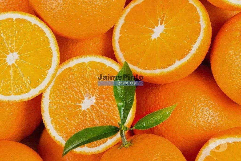 Terrenos Olhão - Fotos para Propriedade 4ha, Moradia, Laranjal e Olival. Portugal, Algarve,