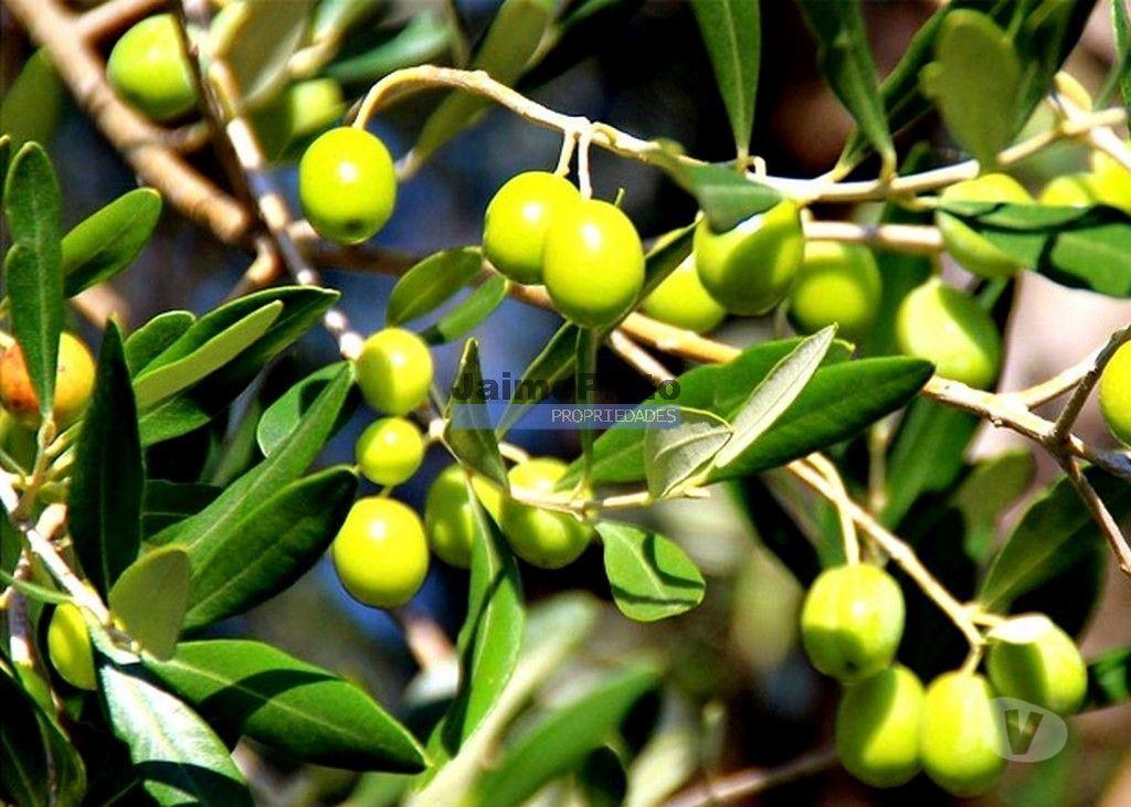 Terrenos Olhão - Fotos para Propriedade 4ha, Moradia, Laranjal e Olival. Portugal, Algarve,