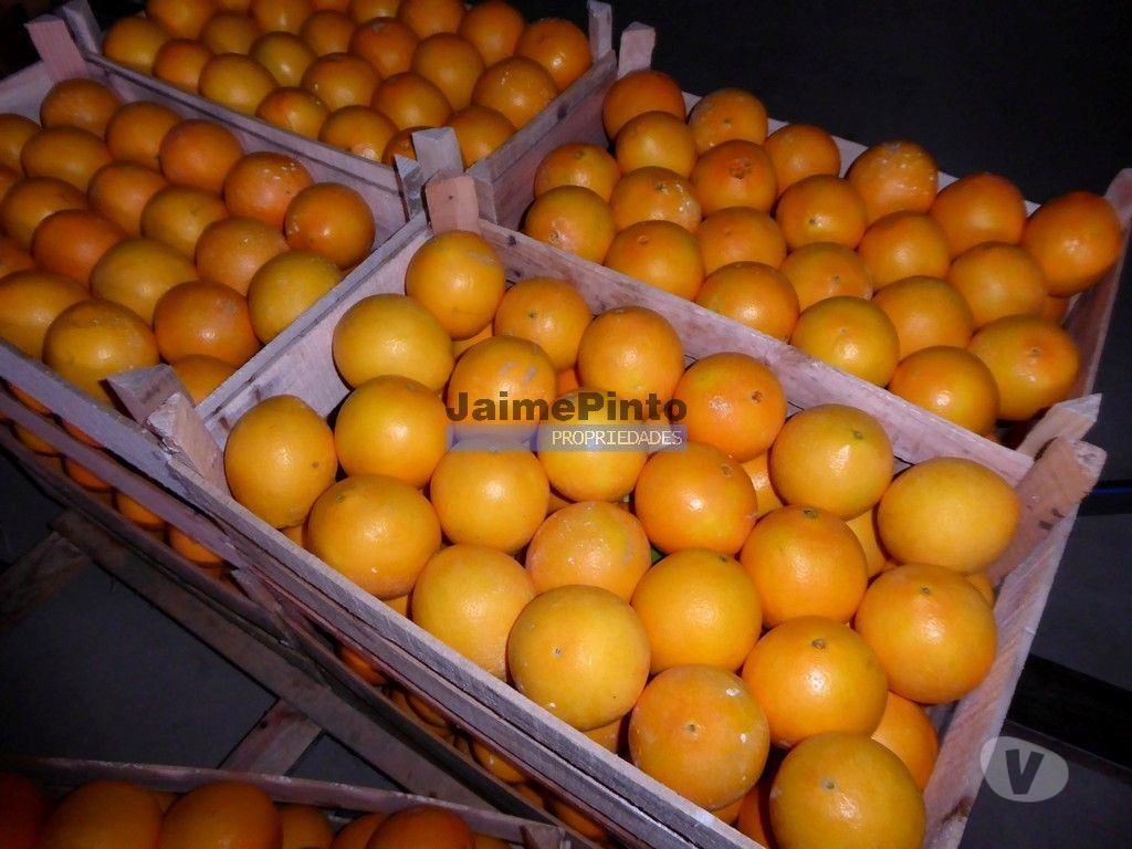 Terrenos Olhão - Fotos para Propriedade 4ha, Moradia, Laranjal e Olival. Portugal, Algarve,