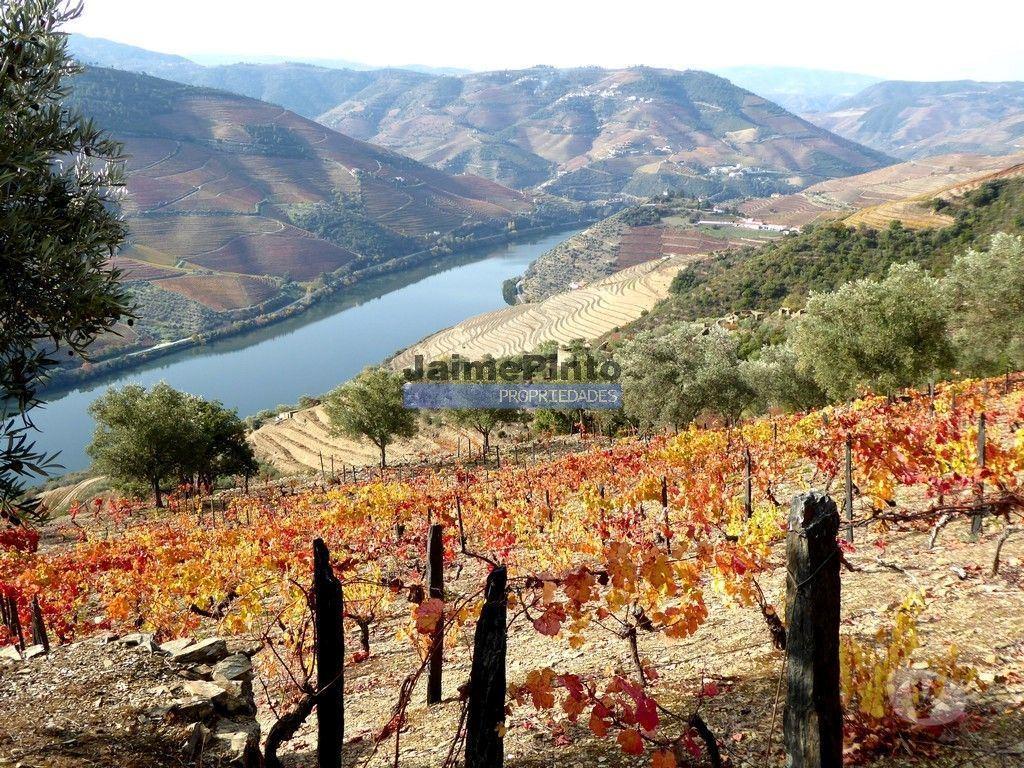 Terrenos Sabrosa - Fotos para Vinha de encosta e ruína para alojamento turístico. Douro,