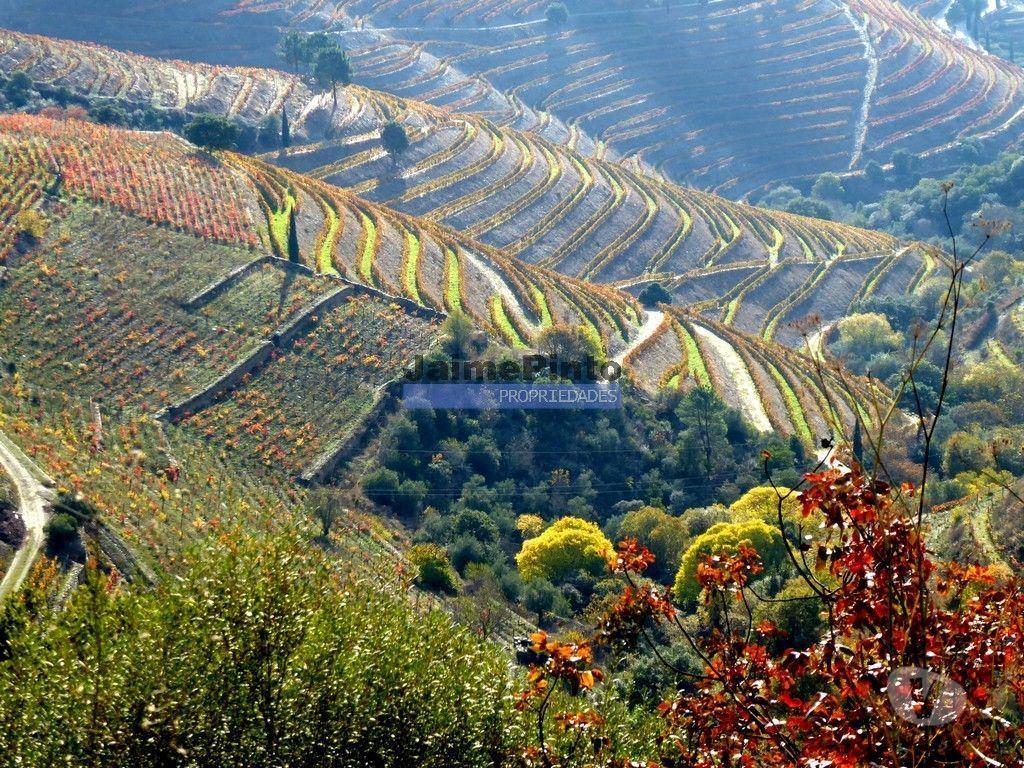 Terrenos Sabrosa - Fotos para Vinha de encosta e ruína para alojamento turístico. Douro,
