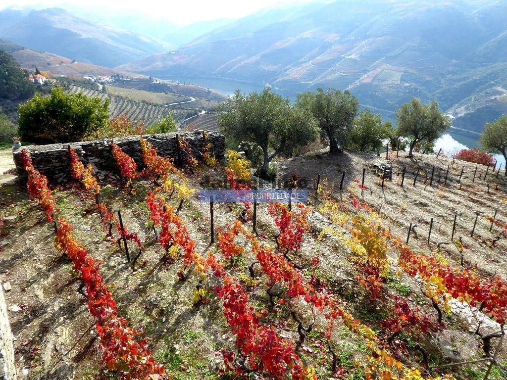 Terrenos Sabrosa - Fotos para Vinha de encosta e ruína para alojamento turístico. Douro,