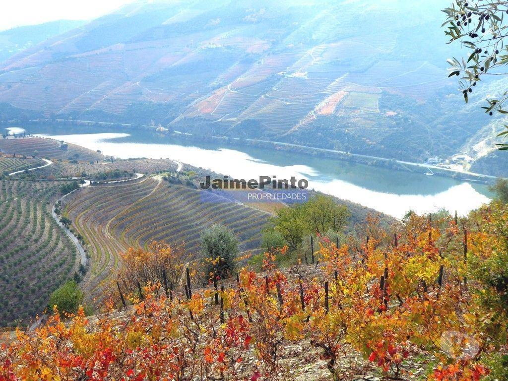 Terrenos Sabrosa - Fotos para Vinha de encosta e ruína para alojamento turístico. Douro,