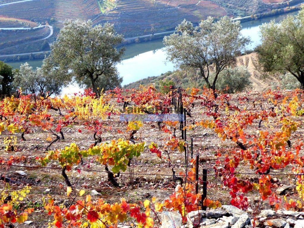 Terrenos Sabrosa - Fotos para Vinha de encosta e ruína para alojamento turístico. Douro,