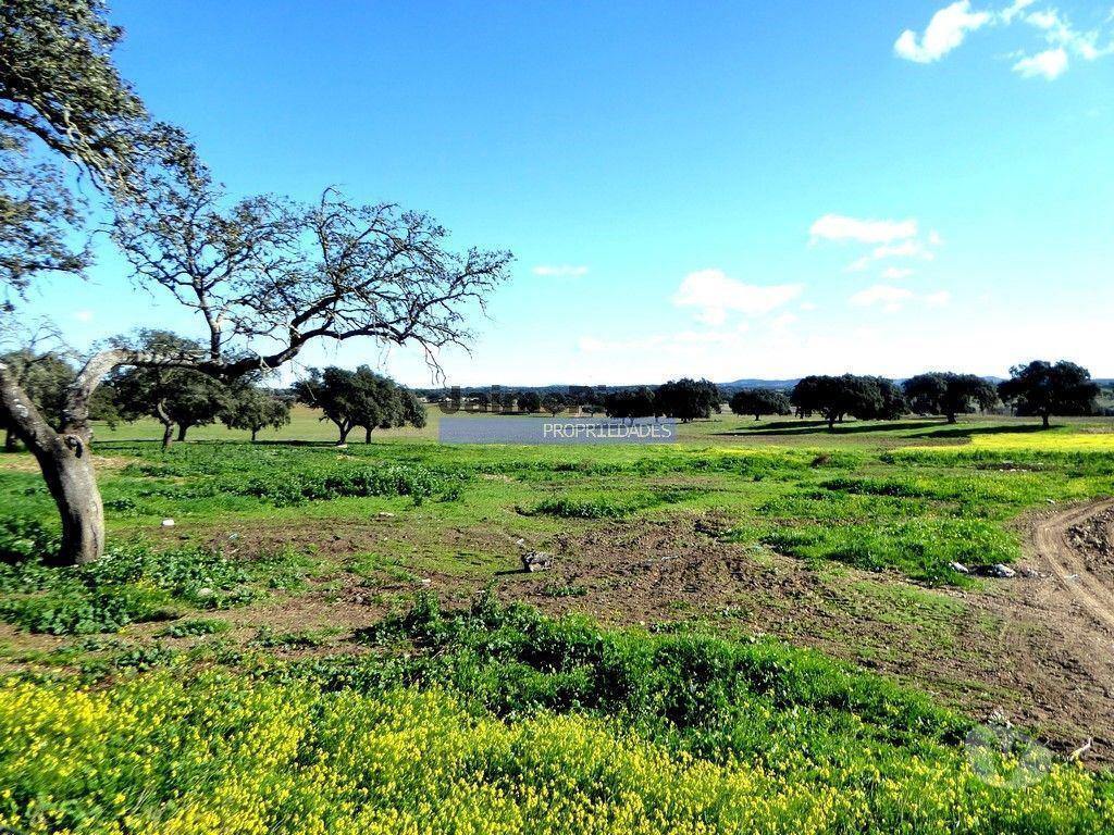 Terrenos Cuba - Fotos para 525ha, pastagens, cortiça e caça. Portugal, Beja, Cuba (8850_Q)