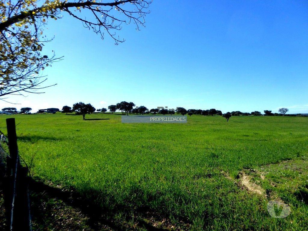 Terrenos Cuba - Fotos para 525ha, pastagens, cortiça e caça. Portugal, Beja, Cuba (8850_Q)