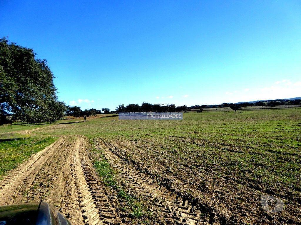 Terrenos Cuba - Fotos para 525ha, pastagens, cortiça e caça. Portugal, Beja, Cuba (8850_Q)