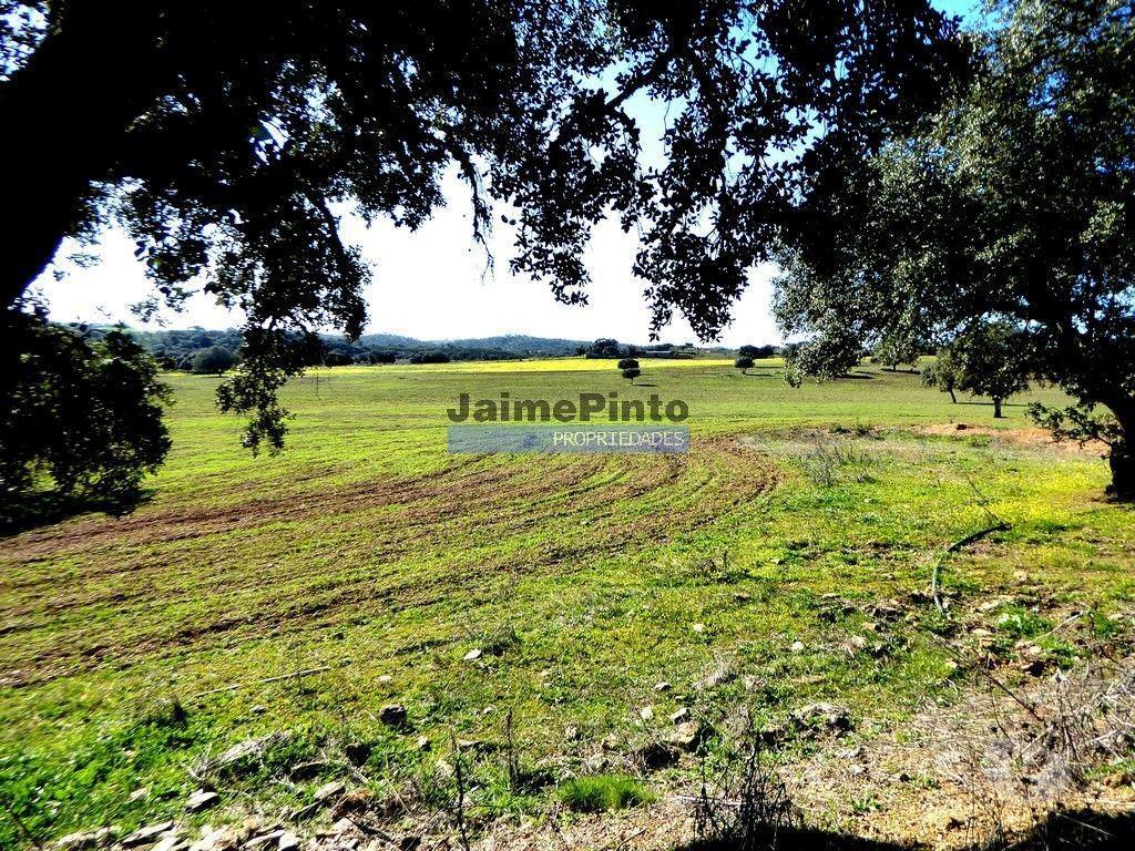 Terrenos Cuba - Fotos para 525ha, pastagens, cortiça e caça. Portugal, Beja, Cuba (8850_Q)