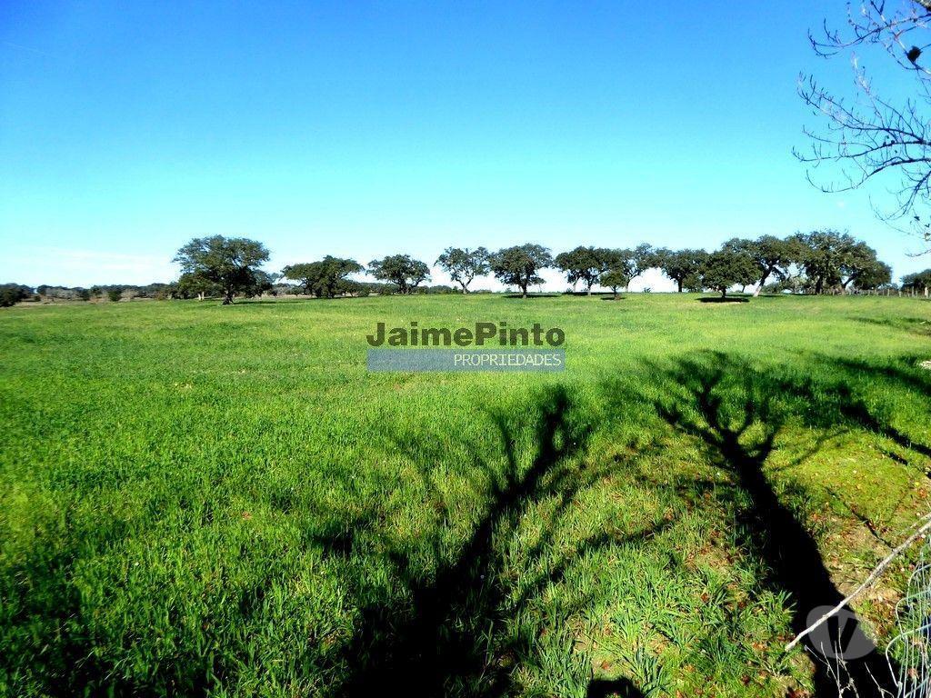 Terrenos Cuba - Fotos para 525ha, pastagens, cortiça e caça. Portugal, Beja, Cuba (8850_Q)