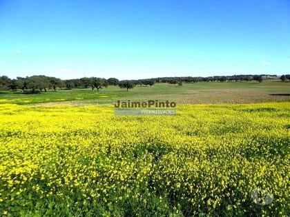 Terrenos - Fotos para 525ha, pastagens, cortiça e caça. Portugal, Beja, Cuba (8850_Q)