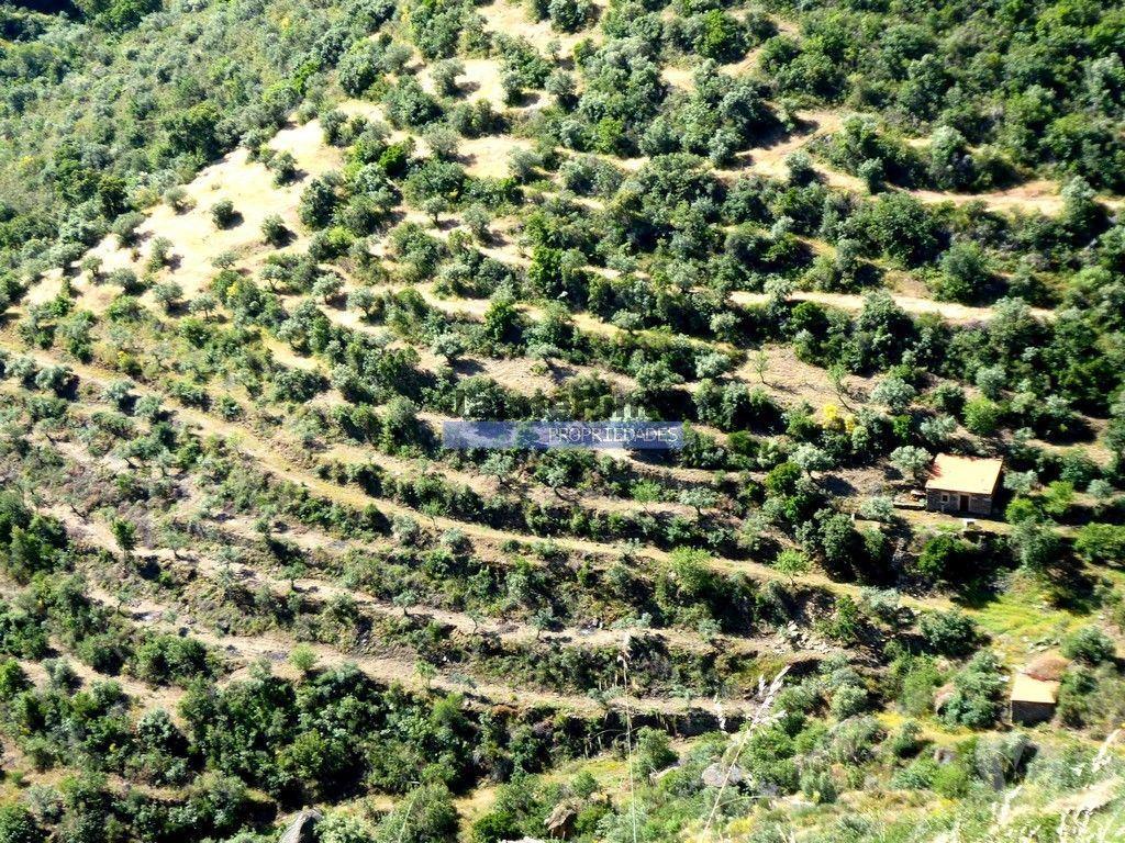 Terrenos Figueira de Castelo Rodrigo - Fotos para Casa de Campo em Ruína c pequeno Olival. Portugal, F. C.