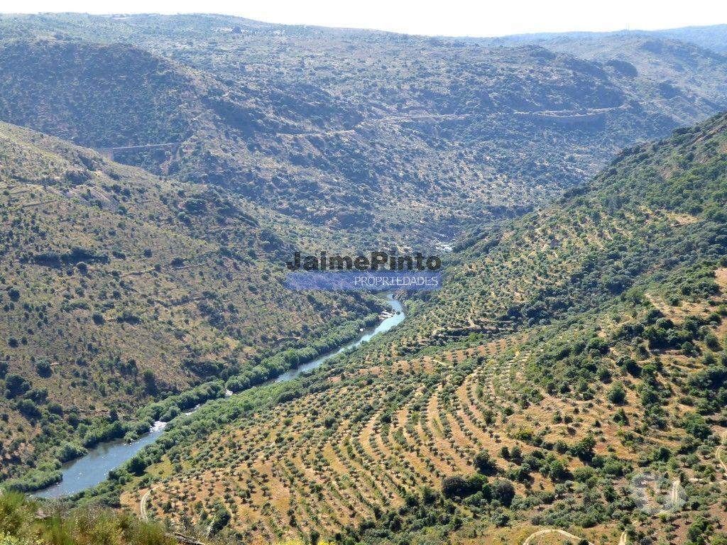 Terrenos Figueira de Castelo Rodrigo - Fotos para Casa de Campo em Ruína c pequeno Olival. Portugal, F. C.