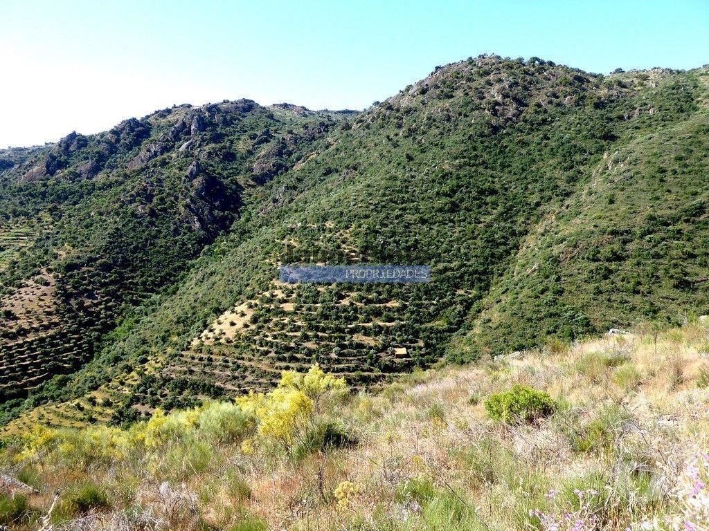 Terrenos Figueira de Castelo Rodrigo - Fotos para Casa de Campo em Ruína c pequeno Olival. Portugal, F. C.