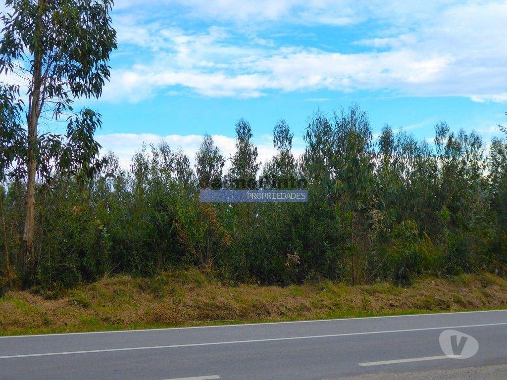 Terrenos Albergaria-a-Velha - Fotos para Terreno 6 300m2 p construção de Comércio e Serviços. Portugal,