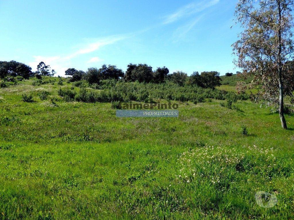 Terrenos Almodôvar - Fotos para Herdade 162,5ha no Alentejo. Portugal, Beja, Almodôvar (8885_T)