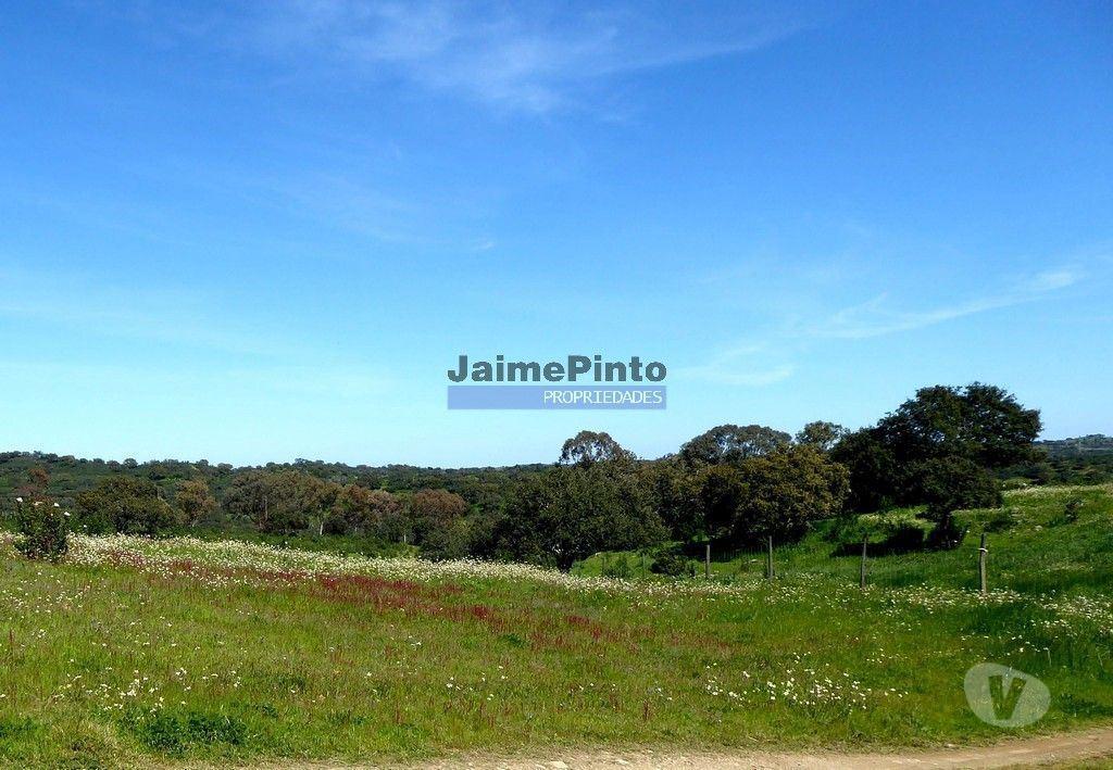Terrenos Almodôvar - Fotos para Herdade 162,5ha no Alentejo. Portugal, Beja, Almodôvar (8885_T)