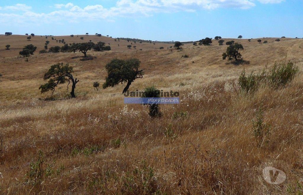 Terrenos Almodôvar - Fotos para Herdade 162,5ha no Alentejo. Portugal, Beja, Almodôvar (8885_T)