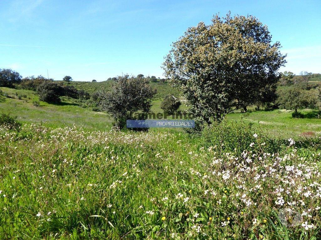 Terrenos Almodôvar - Fotos para Herdade 162,5ha no Alentejo. Portugal, Beja, Almodôvar (8885_T)