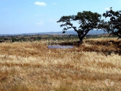 Terrenos a venda - Fotos para Herdade 162,5ha no Alentejo. Portugal, Beja, Almodôvar (8885_T)
