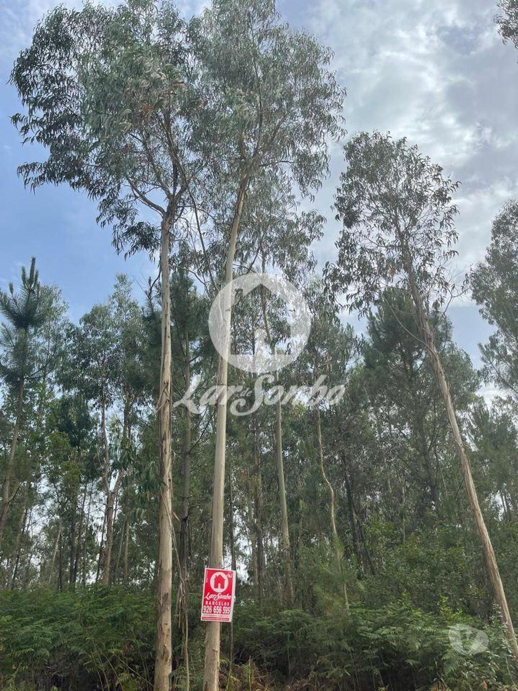 Terrenos Barcelos - Fotos para Barcelos-Terreno para construção de moradias (265-T-00515)