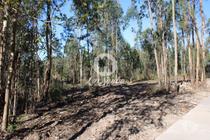 Barcelos-Terreno para construção de moradias (265-T-00515)