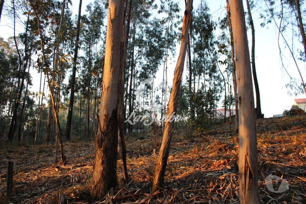 Terrenos Barcelos - Fotos para Barcelos-Terreno para construção (265-T-00844)