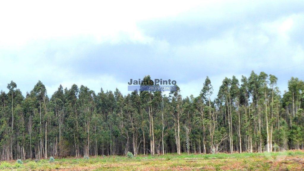 Terrenos Albergaria-a-Velha - Fotos para Terreno p Edificação Industrial, não infraestruturado,