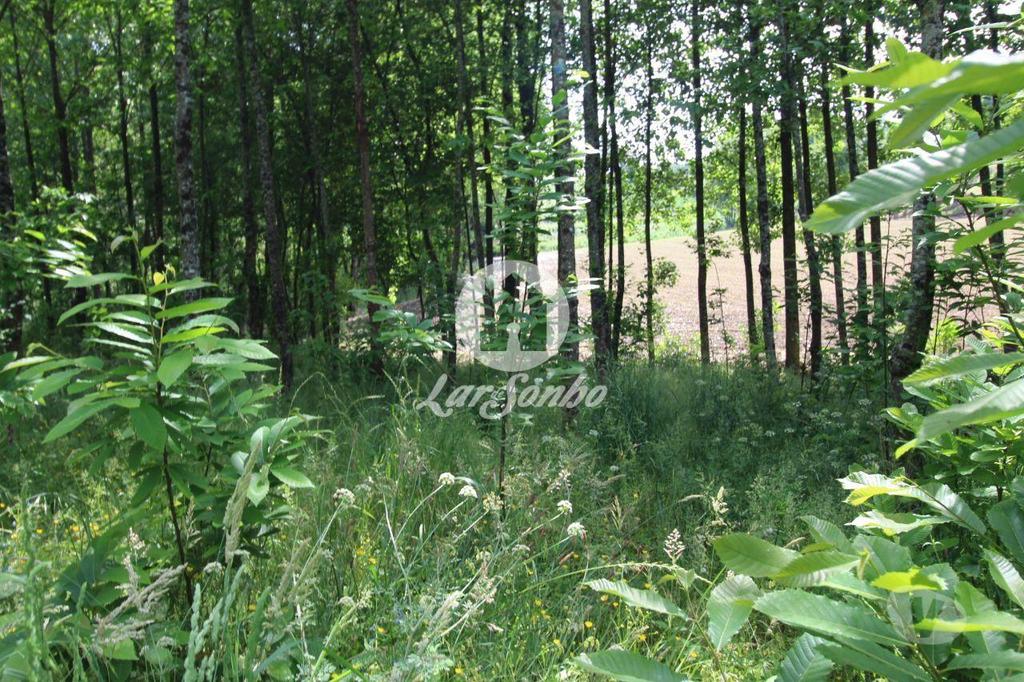 Terrenos Barcelos - Fotos para Barcelos-Terreno Florestal (265-T-00932)
