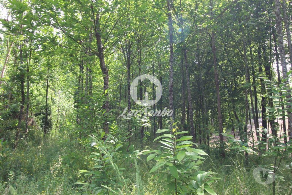 Terrenos Barcelos - Fotos para Barcelos-Terreno Florestal (265-T-00932)
