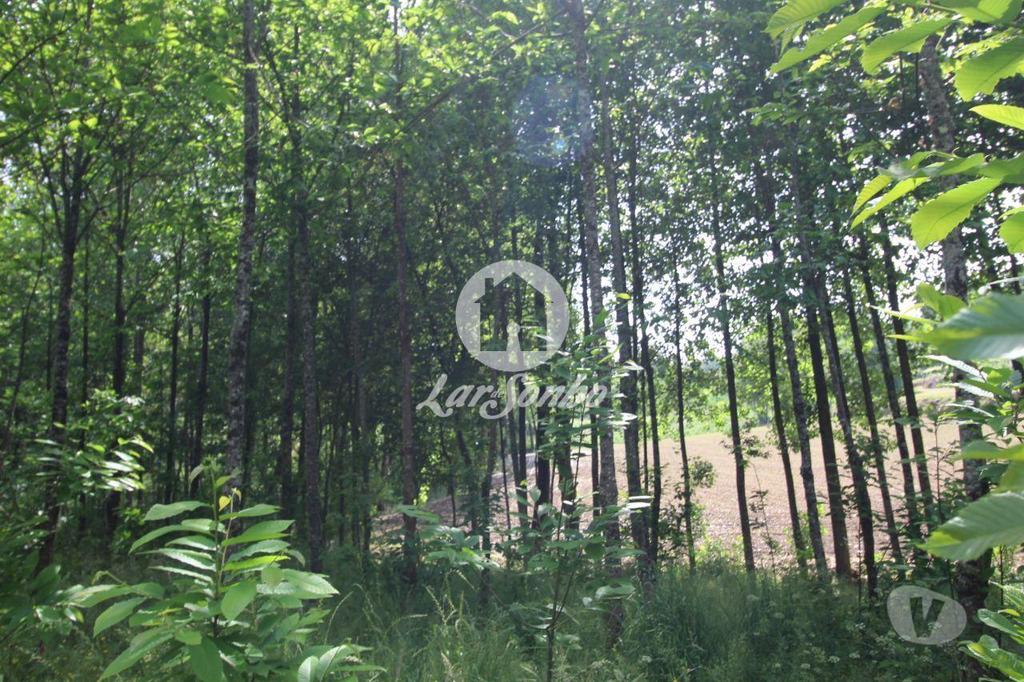 Terrenos Barcelos - Fotos para Barcelos-Terreno Florestal (265-T-00932)