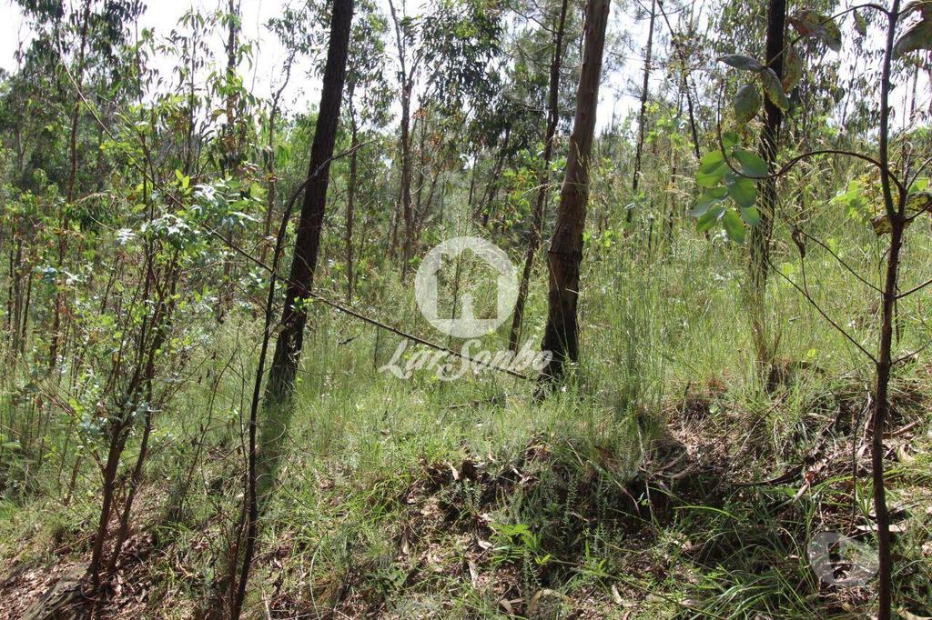 Terrenos Barcelos - Fotos para Barcelos-Terreno Florestal (265-T-00932)