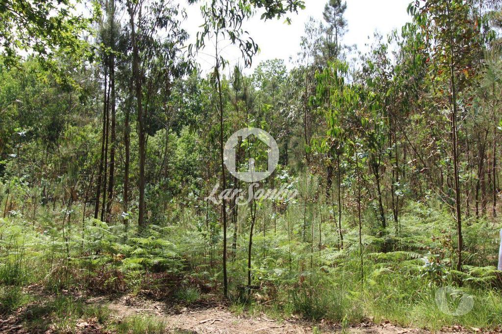 Terrenos Barcelos - Fotos para Barcelos-Terreno Florestal (265-T-00932)
