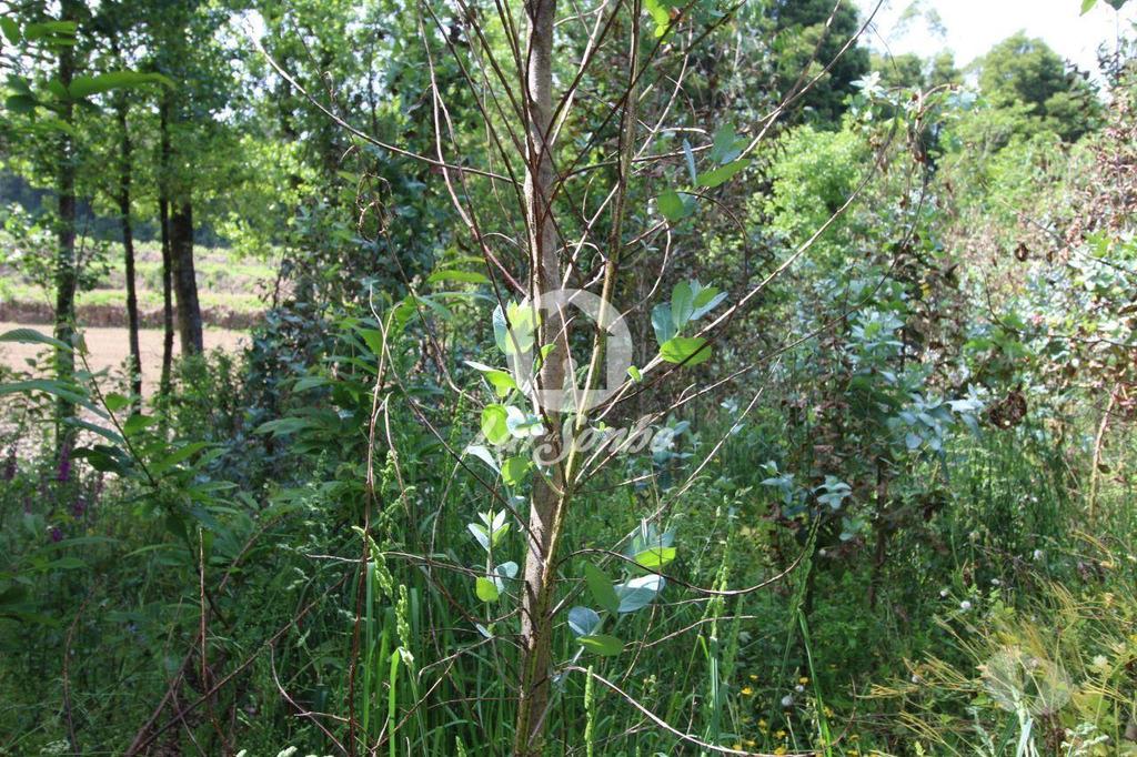 Terrenos Barcelos - Fotos para Barcelos-Terreno Florestal (265-T-00932)