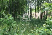 Barcelos-Terreno Florestal (265-T-00932)