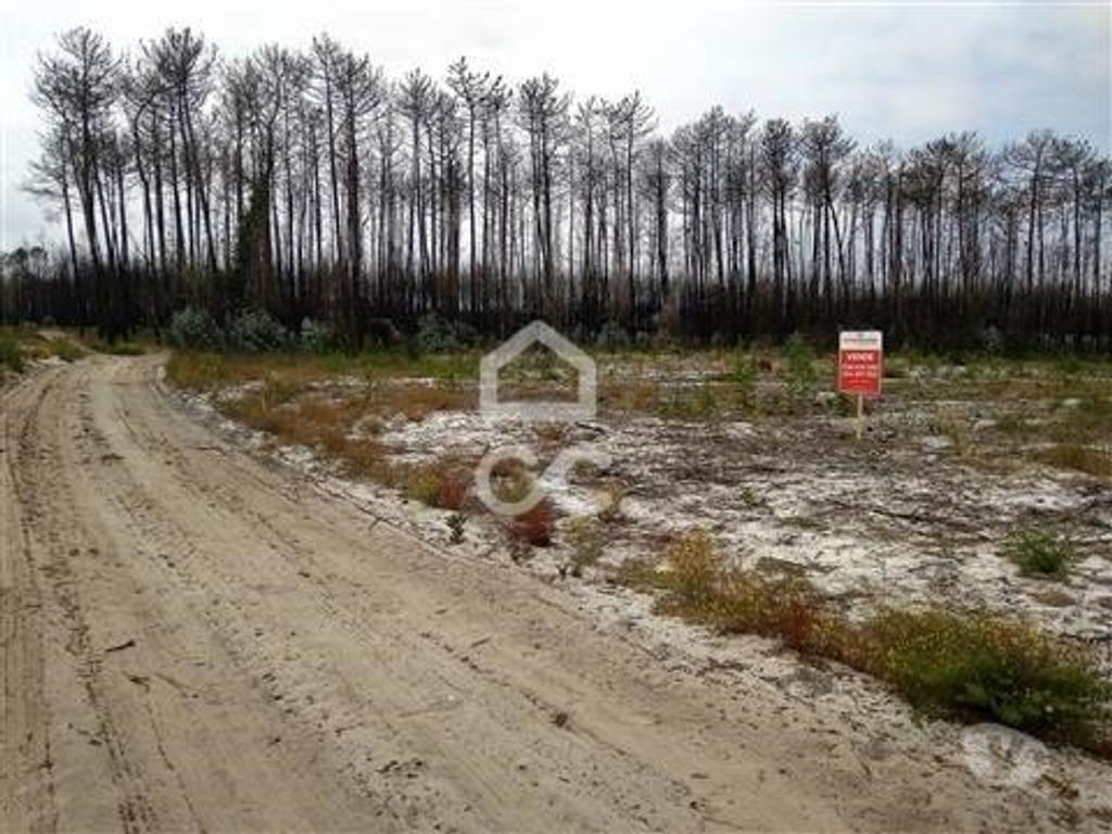 Terrenos Marinha Grande - Fotos para Terreno com pinhal com a área de 2.000 m2, a, localizado na zona