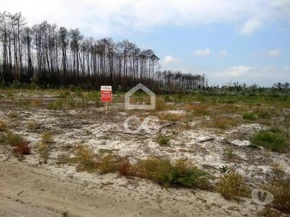 Terrenos - Fotos para Terreno com pinhal com a área de 2.000 m2, a, localizado na zona