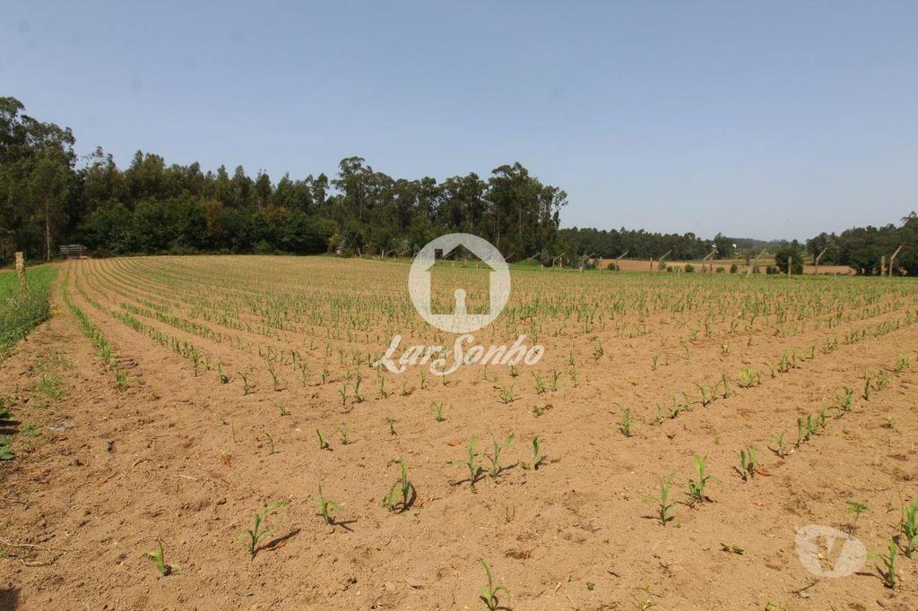 Terrenos Barcelos - Fotos para Barcelos-Terreno Agrícola (265-T-00931)