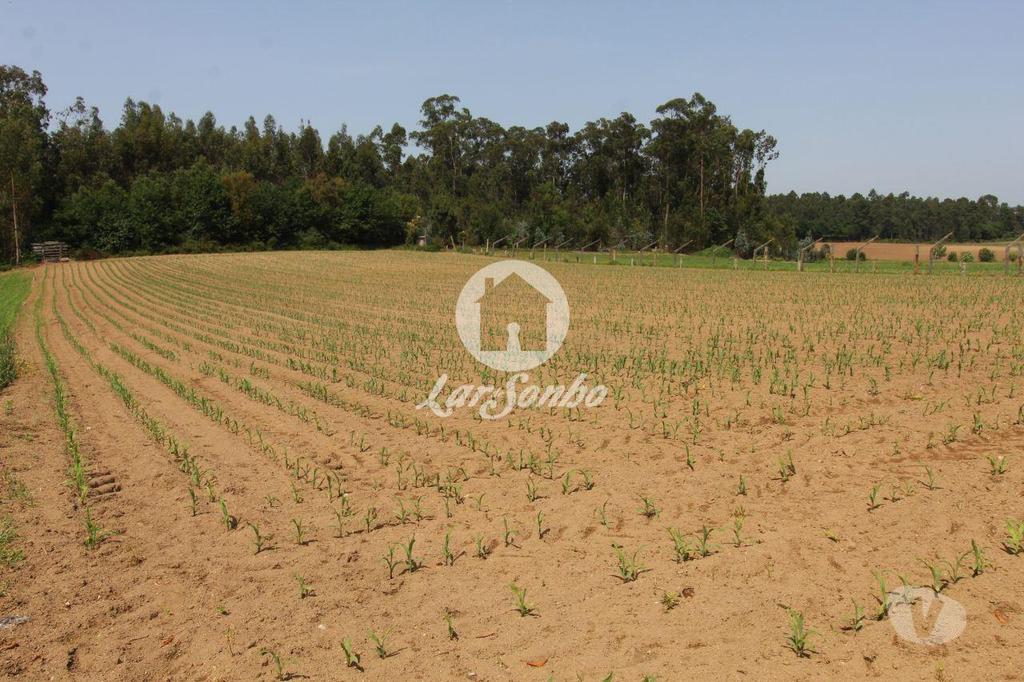 Terrenos Barcelos - Fotos para Barcelos-Terreno Agrícola (265-T-00931)