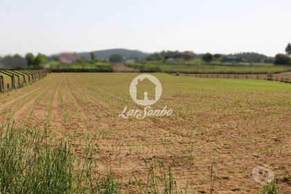 Terrenos - Fotos para Barcelos-Terreno Agrícola (265-T-00931)