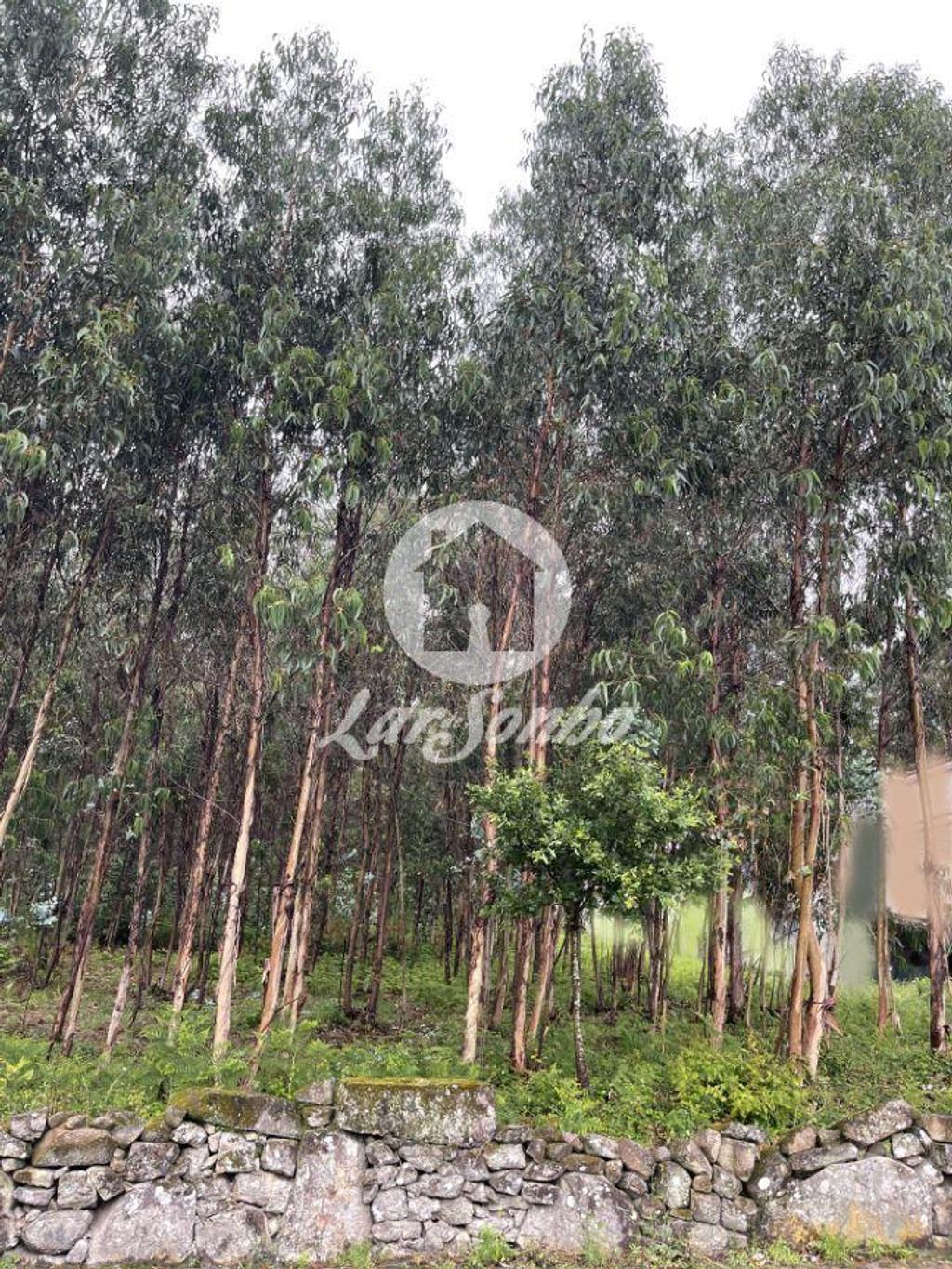 Terrenos Barcelos - Fotos para Barcelos-Terreno para construção em Barcelos (265-T-00951)