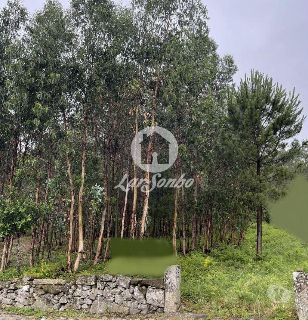 Terrenos Barcelos - Fotos para Barcelos-Terreno para construção em Barcelos (265-T-00951)