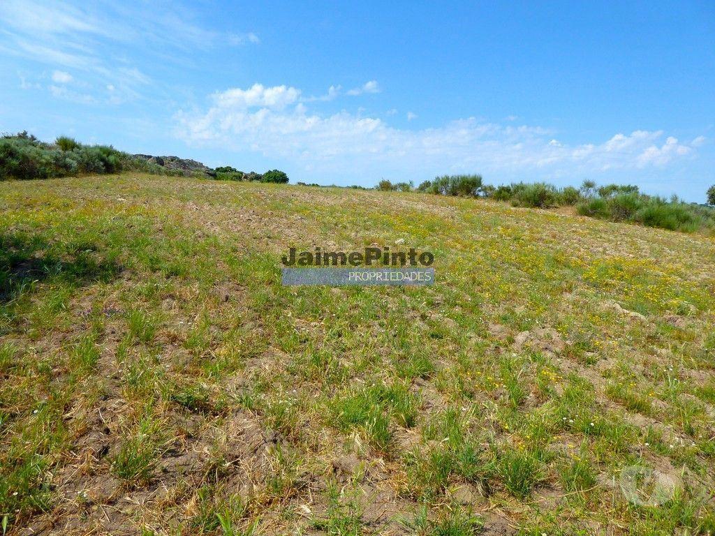Terrenos Figueira de Castelo Rodrigo - Fotos para 26ha agrícolas, Olival, Ruínas próximo Rio Douro. Portugal, F.