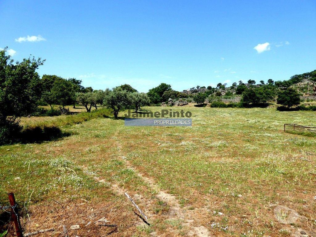 Terrenos Figueira de Castelo Rodrigo - Fotos para 26ha agrícolas, Olival, Ruínas próximo Rio Douro. Portugal, F.