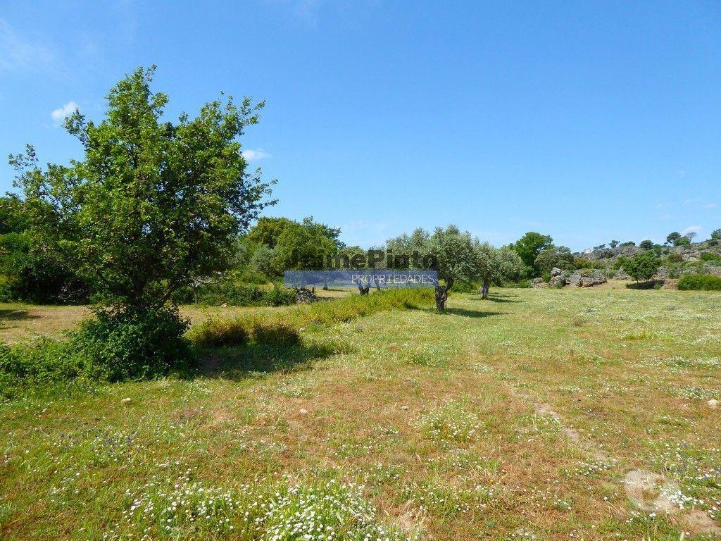 Terrenos Figueira de Castelo Rodrigo - Fotos para 26ha agrícolas, Olival, Ruínas próximo Rio Douro. Portugal, F.