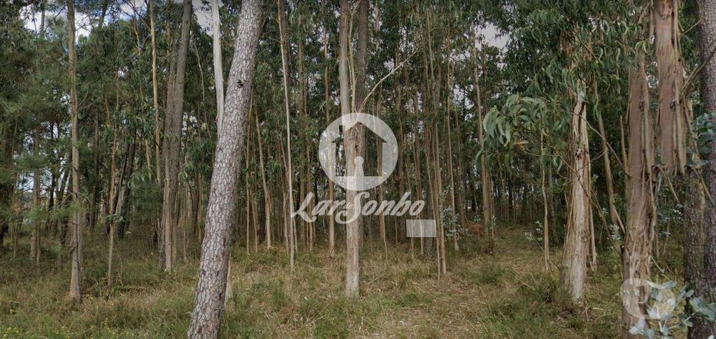 Terrenos Esposende - Fotos para Esposende-Terreno em Esposende (265-T-00959)