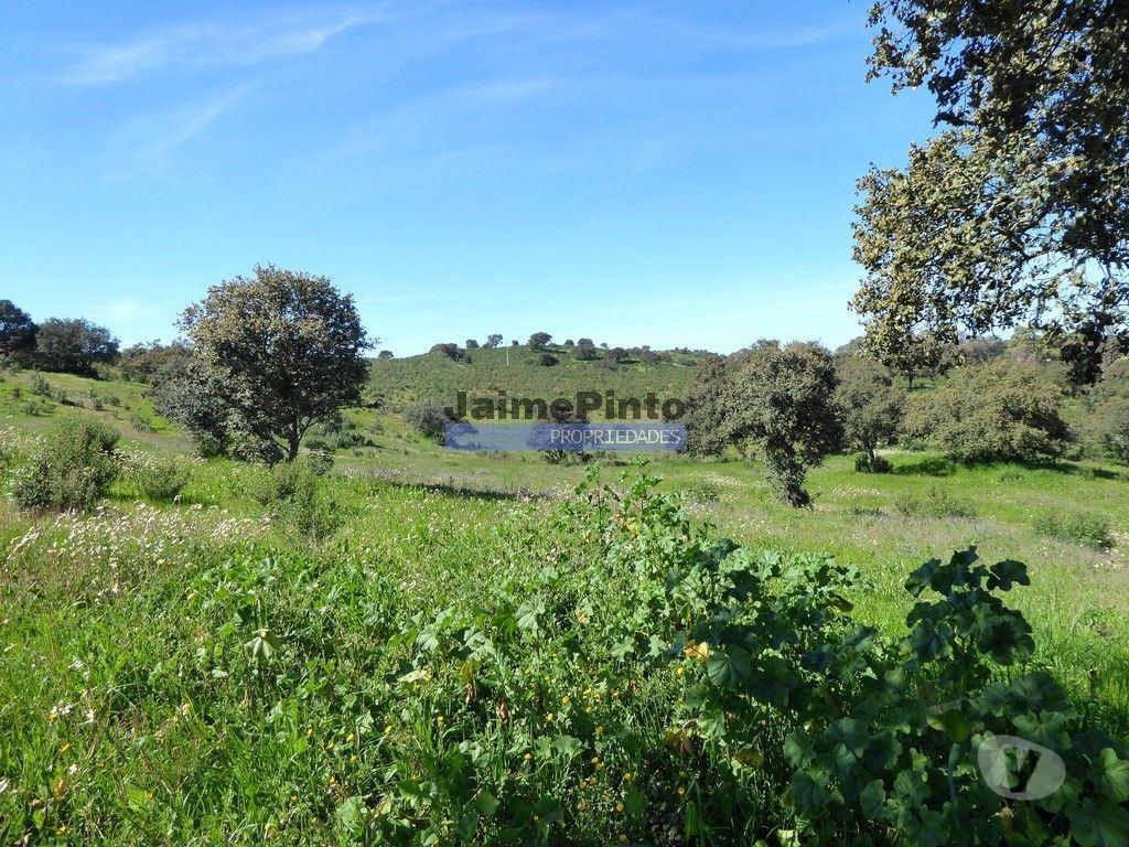 Terrenos Almodôvar - Fotos para 610.000m2 terra p plantações novas, pasto e gado. Portugal,